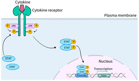 Molecules | Free Full-Text | Novel Janus Kinase Inhibitors in the Treatment of Dermatologic ...