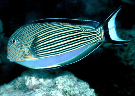 Acanthurus Lineatus