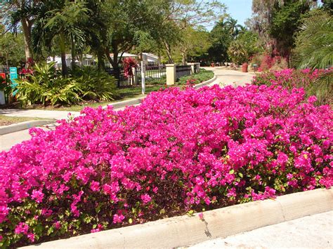 Landscaping with bougainvilleas. | Garden border plants, Planting shrubs, Plants