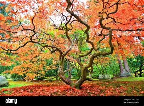 Japanese Garden in Autumn Stock Photo - Alamy