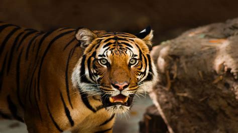 5 Incredible Tiger Species from Around the World