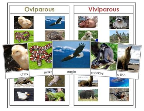 biodiversity of animals grade 11 pdf - cheapcostaricapackagesq1