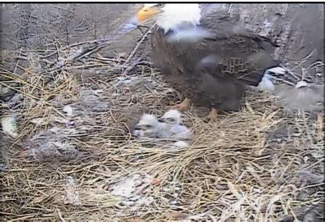 Watching The Decorah Bald Eagles Nest Live | Eagle cam, Decorah eagles ...