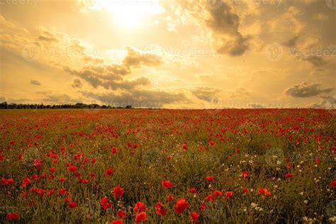 Poppy Field 1344663 Stock Photo at Vecteezy