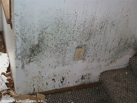 Mold and Your Health - Environmental Mold Solutions