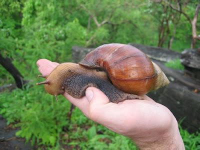 10 of the Most Creepy & Weird Animals as Pets | HenSpark