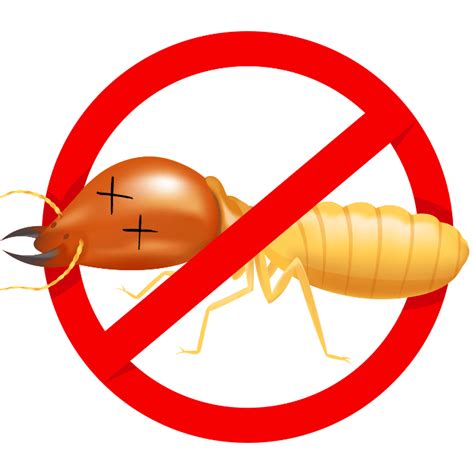 Fact Sheet Mastotermes darwiniensis - The Giant Northern Termite | Termite Control