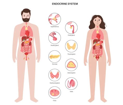 Why do the endocrine and the nervous system work together?