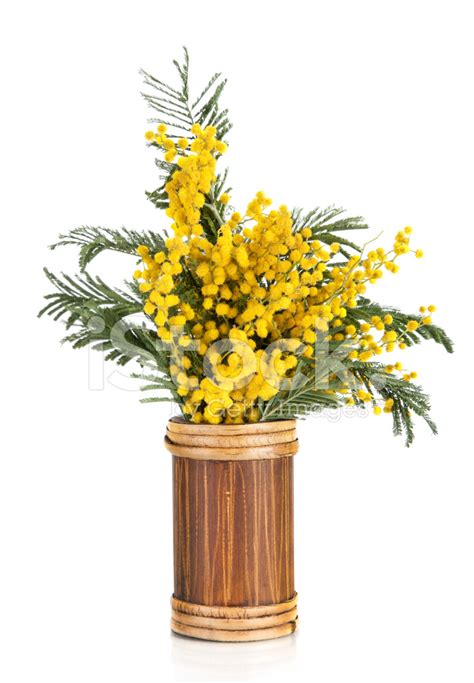 Bouquet of Yellow Mimosa Acacia Flowers IN Vase stock photos - FreeImages.com