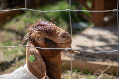 Raising Boer Goats • Insteading