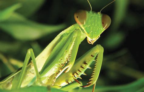 Mantis ~ Environment Places