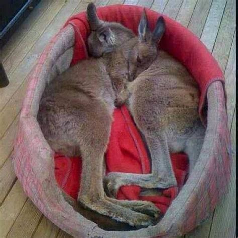 Sleeping baby kangaroos - aww, they sleep like my dogs do | Cute ...