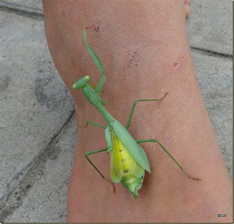 A Hebridean in New Zealand: Very Pregnant Praying Mantis?