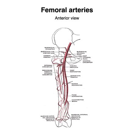 Femoral artery | Radiology Reference Article | Radiopaedia.org