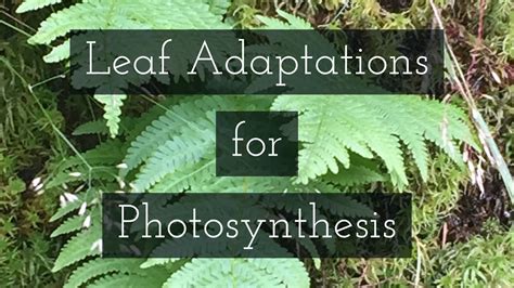 How is the Leaf Adapted for Photosynthesis? Leaving Cert Biology - YouTube