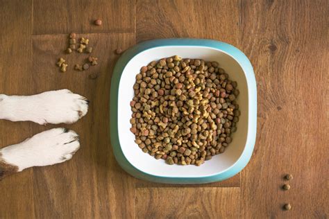 The Best Smart Feeder for Pets in 2023 - Tech Junkie