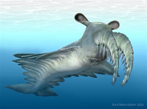 Apex predator of the Cambrian likely sought soft over crunchy prey ...