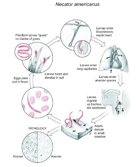 Ancylostoma Braziliense Buccal Capsule