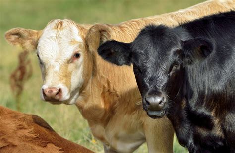 Prevention Best Medicine for Calf Scours - Alabama Cooperative ...