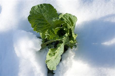 Winter Garden Vegetables | The Complete List of What You Can Grow