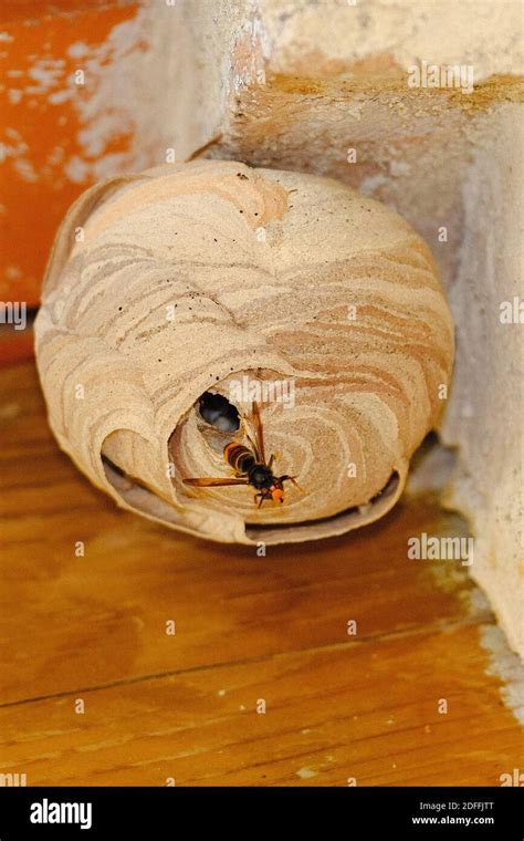 A nest of Asian hornet (Vespa velutina), also known as the yellow ...