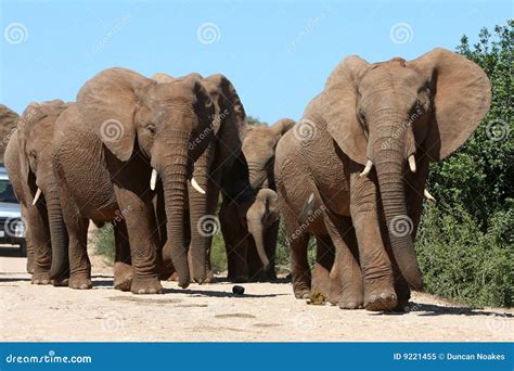 Elephant Herd stock image. Image of herbivore, intelligent - 9221455