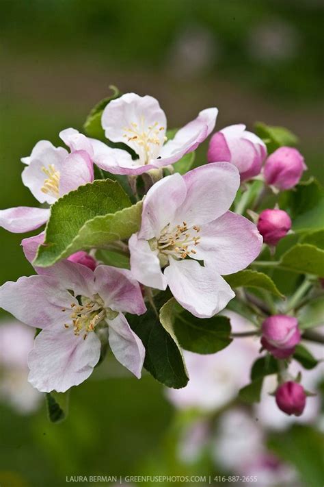 Pink Apple Tree Blossoms - All Are Here