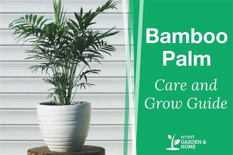 Bamboo Palm Care And Grow Guide - Smart Garden And Home