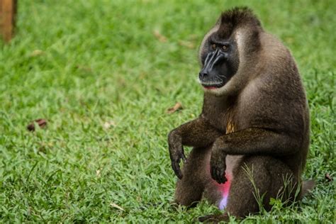 Afi Drill Monkey Sanctuary | Brendan's Adventures