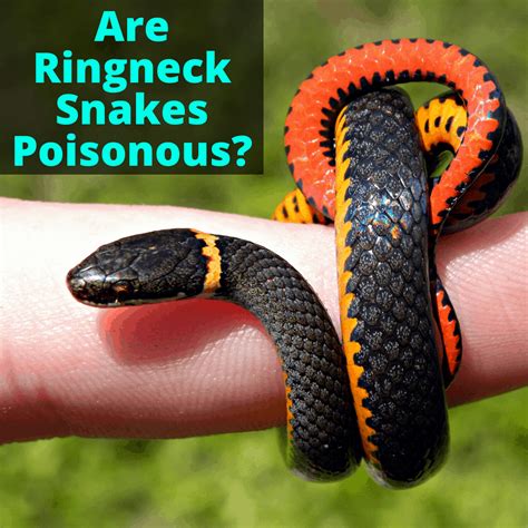 Are Ringneck Snakes Poisonous? (Plus Other Info You Need To Know)