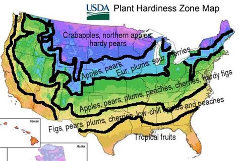 Choosing fruit trees | Edible garden, Fruit trees, Growing fruit trees