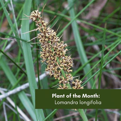 Plant of the Month: Lomandra longifolia - Hunter Region Landcare Network