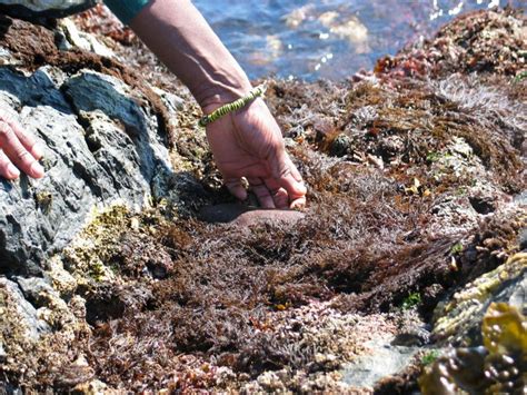 Cryptochiton stelleri: Gumboot Chiton | Race Rocks Ecological Reserve-