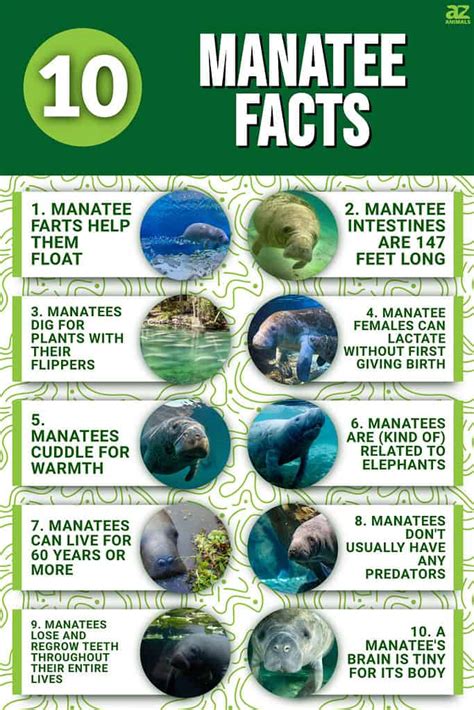 10 Incredible Manatee Facts - A-Z Animals