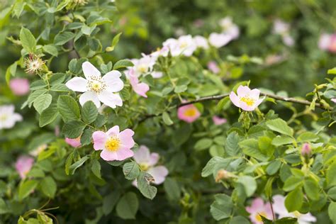 Can You Move Wild Rose Bushes: Learn About Transplanting Wild Roses ...