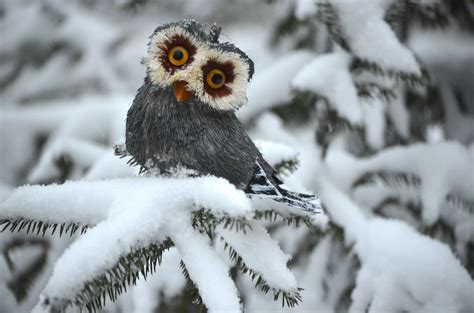 Winter Animals Wallpapers - 4k, HD Winter Animals Backgrounds on ...