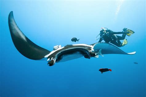 Four Indonesian diving destinations where you can spot manta rays - Destinations - The Jakarta Post