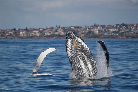 3-Hour Whale Watching Cruise at Sydney Harbour - Klook United States