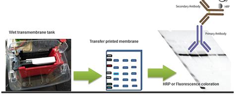 Western Blot Wet Transfer | Sino Biological