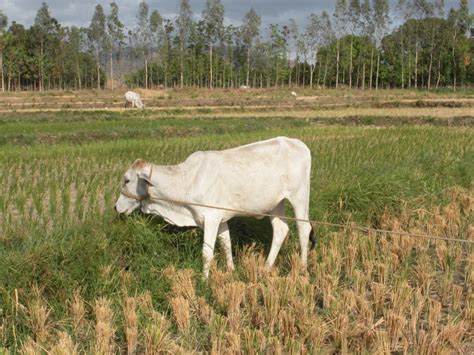 Philippines Cattle Raising: Cattle Identification Systems