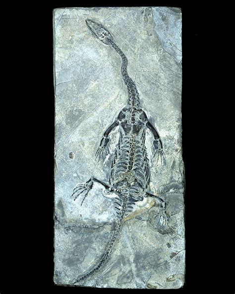 Plesiosaur Fossil Photograph by Lawrence Lawry - Pixels