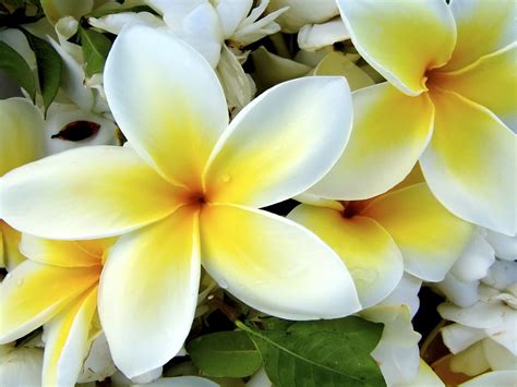 Hawaiian Flowers Wallpapers - Flowers