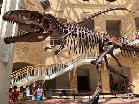 The Fernbank Museum of Natural History: An Atlanta Must-Do