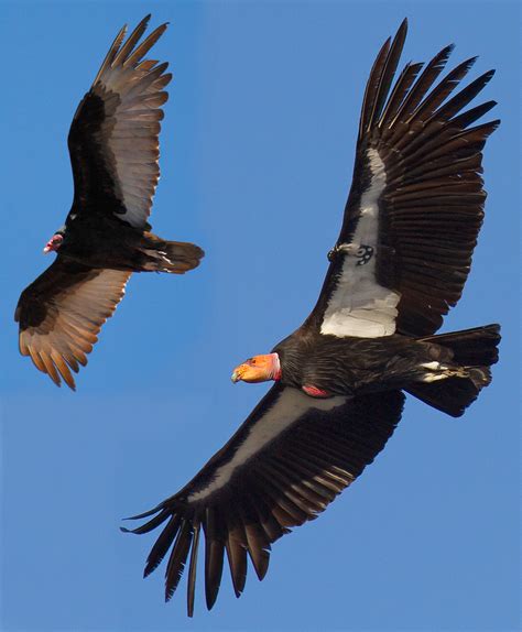 Condor Viewing Tips - Pinnacles National Park (U.S. National Park Service)