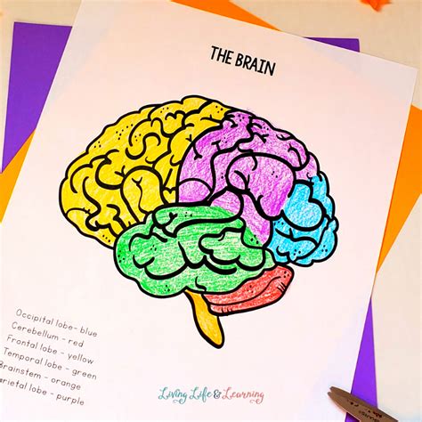 24+ the brain coloring page | AaydnZhaier