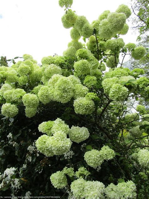 Chinese Snowball Viburnum | Snowball viburnum, Viburnum, Types of plants