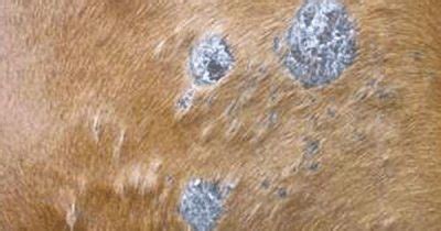 The Most Common Skin Conditions That Affects Horses