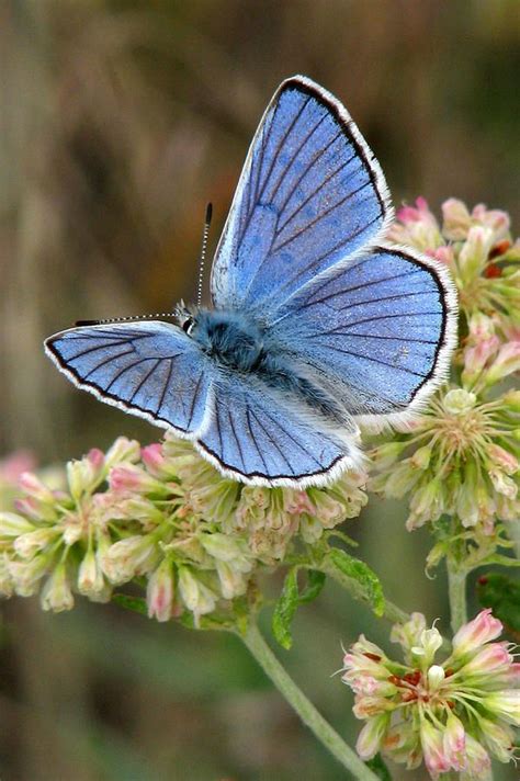 Anna's Blue Butterfly - Frank Townsley | Butterfly pictures, Beautiful butterflies, Blue butterfly