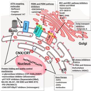 Targeting different steps in the early secretory pathway. Schematic ...