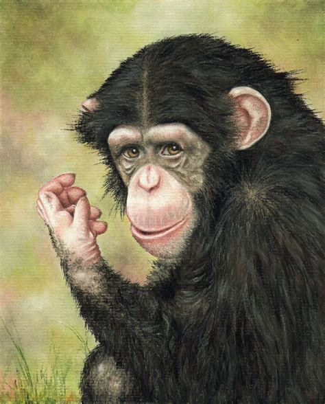 How To Draw Chimpanzee Eyes — The Colin Bradley School of Art